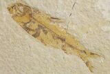 Shale With Five Fossil Fish (Knightia) - Wyoming #320383-3